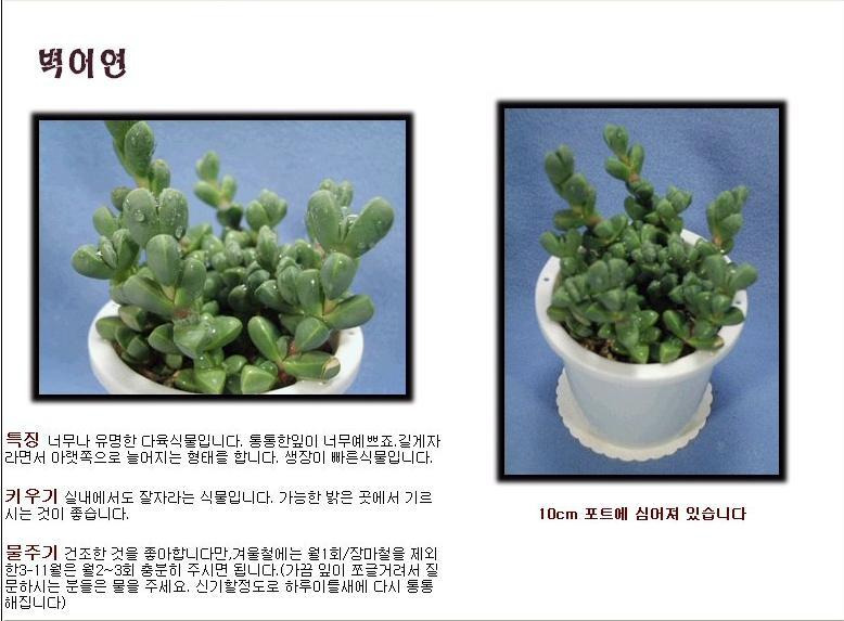 다육 이미지